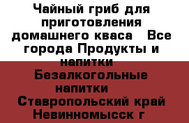 Чайный гриб для приготовления домашнего кваса - Все города Продукты и напитки » Безалкогольные напитки   . Ставропольский край,Невинномысск г.